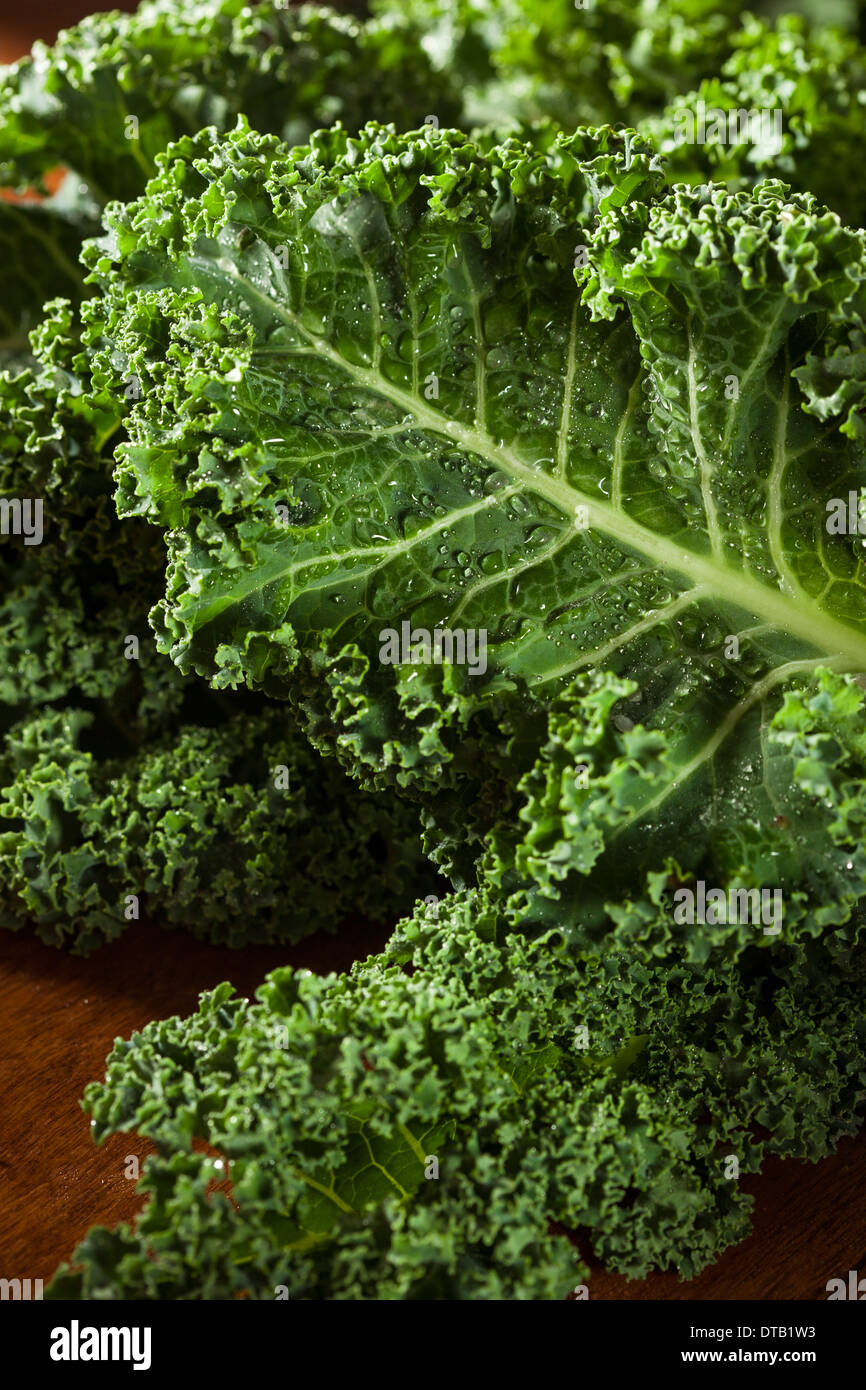 Mazzetto di sano verde crudo Kale vegetali frondosi Foto Stock