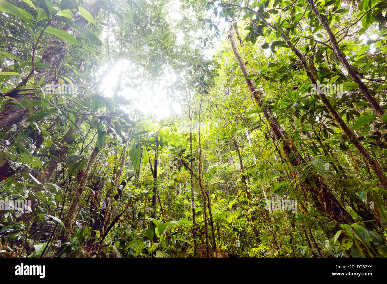 Interno della foresta pluviale tropicale in alto bacino amazzonico in Ecuador Foto Stock