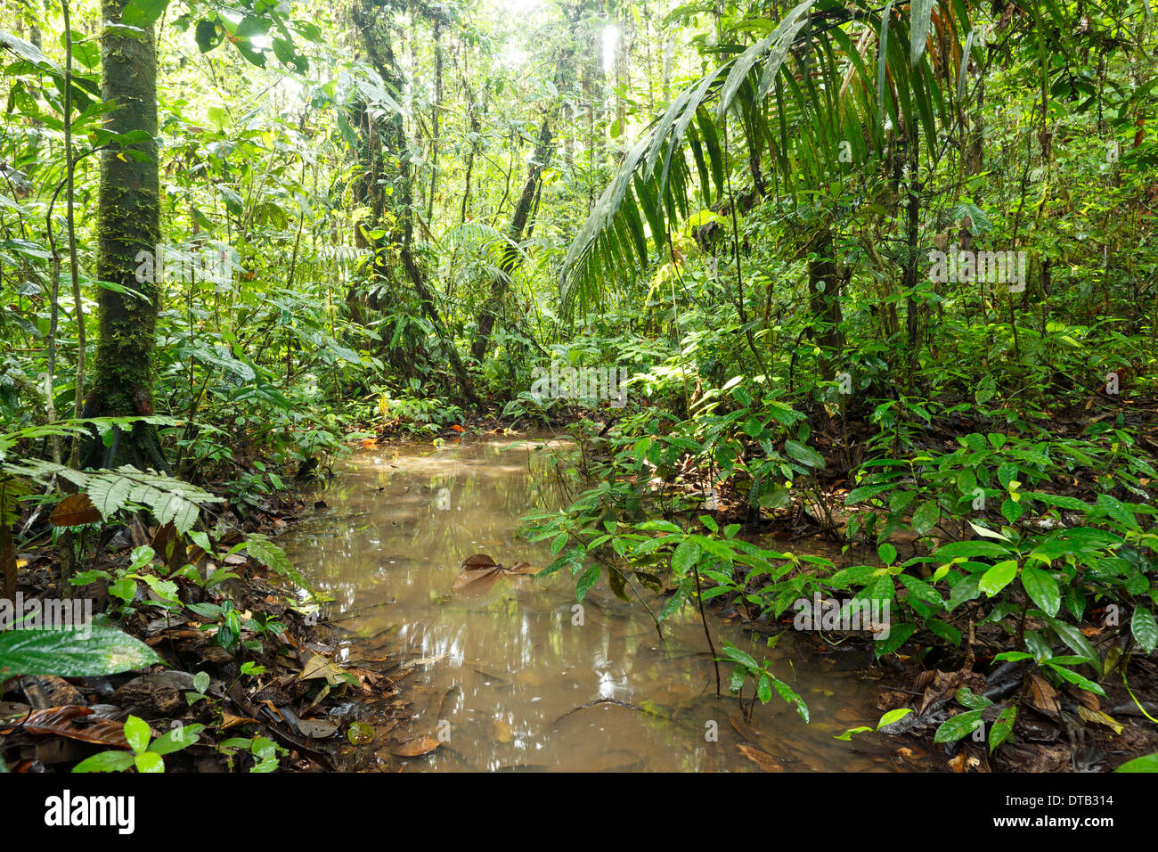Piscina di acqua sul pavimento della foresta pluviale dopo molto heavy rain, Ecuador. Foto Stock