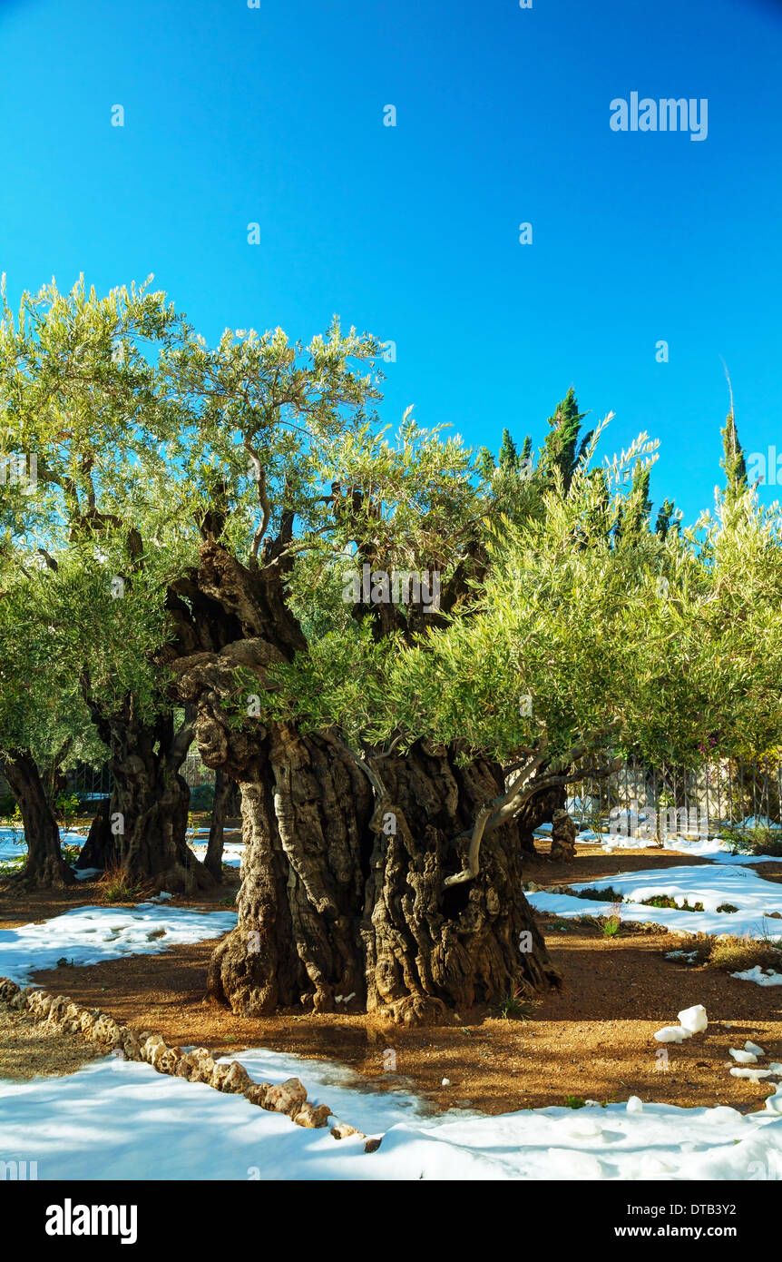 Il giardino del Getsemani in Gerusalemme con olive coperte di neve Foto Stock
