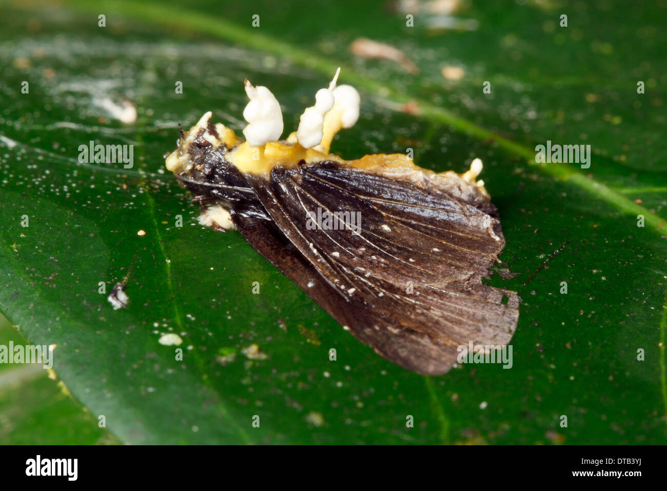 Cordyceps fungo infettare una falena nel sottobosco della foresta pluviale, Ecuador Foto Stock