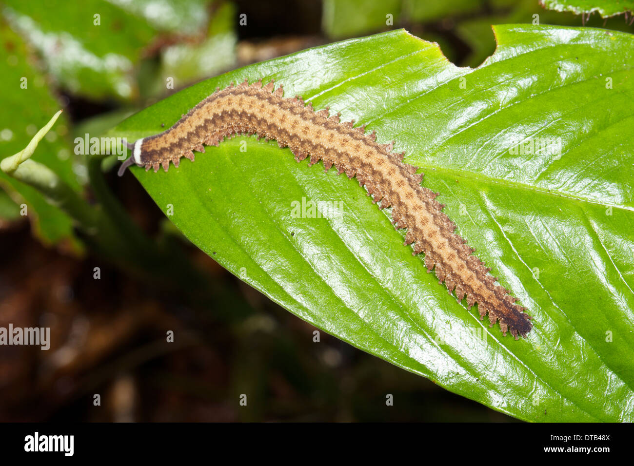 Peripatus o worm di velluto arrampicate nel sottobosco della foresta pluviale vegetazione a notte in Ecuador Foto Stock