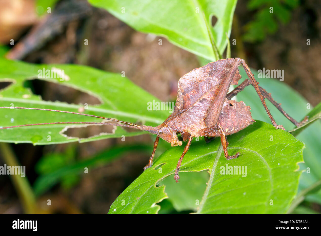 Leaf mimare katydid nel sottobosco della foresta pluviale, Ecuador Foto Stock