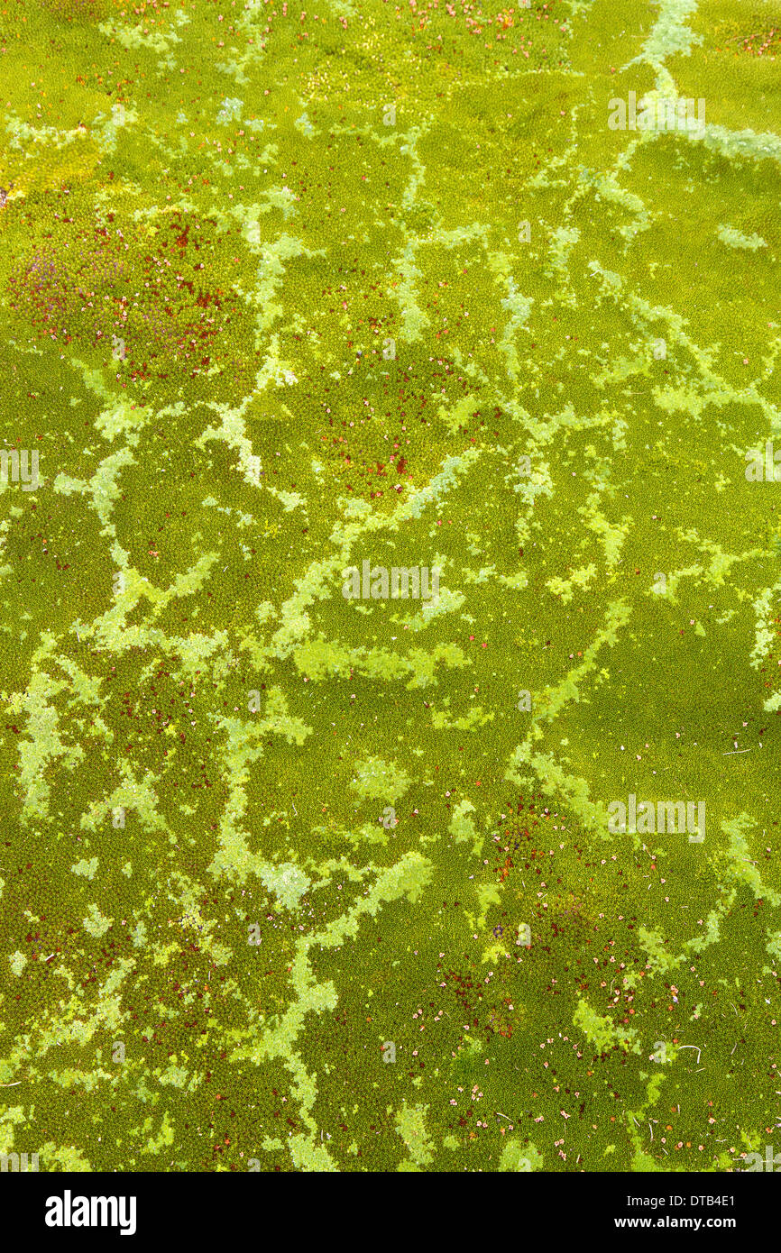 Impianto di cuscino su Mt Ossa Foto Stock