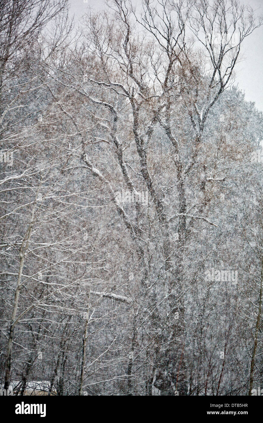 Tempesta di neve nel Vermont Foto Stock