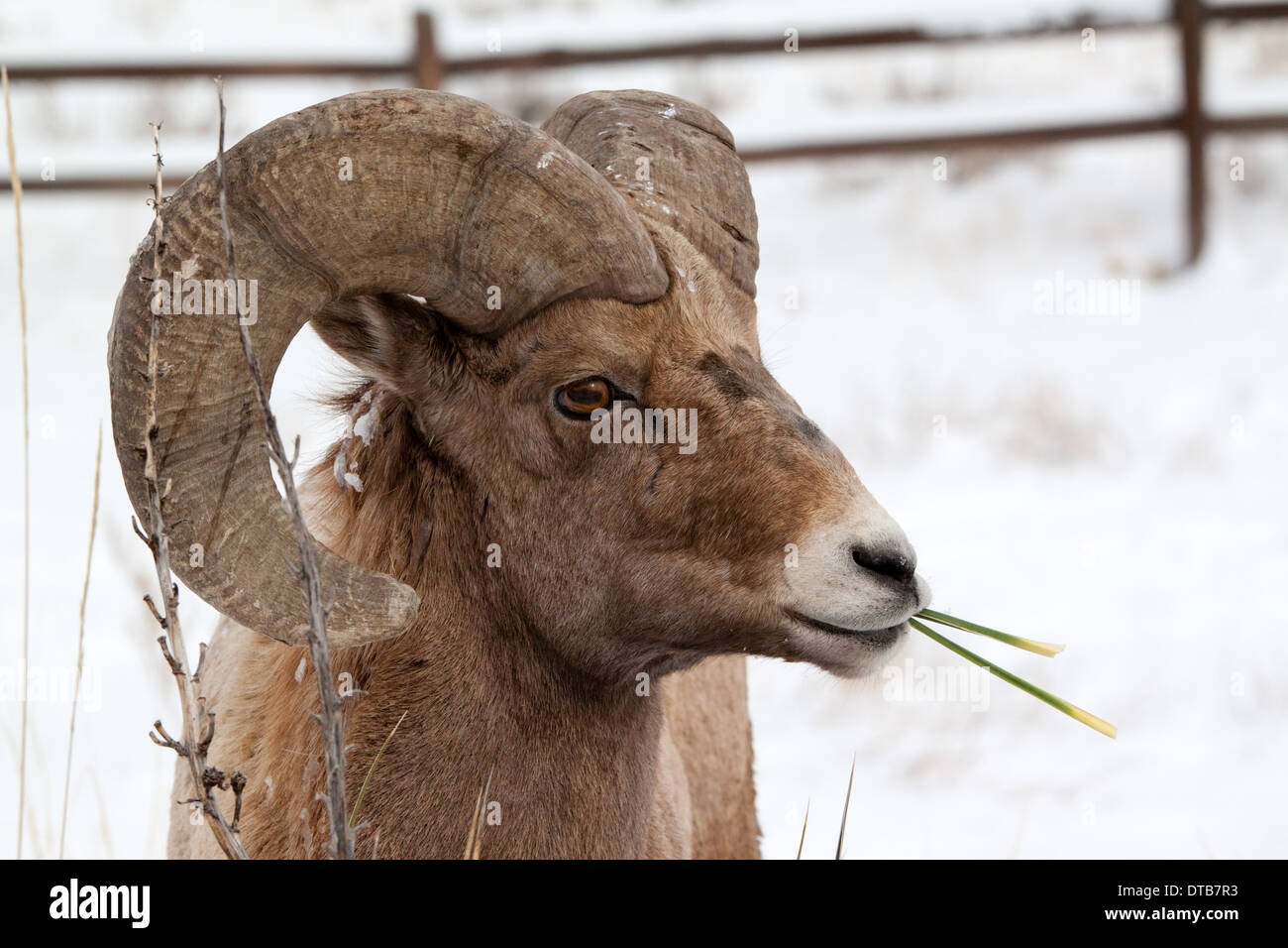 Ritratto di bighorn ram da masticare foglie di yucca in inverno Foto Stock