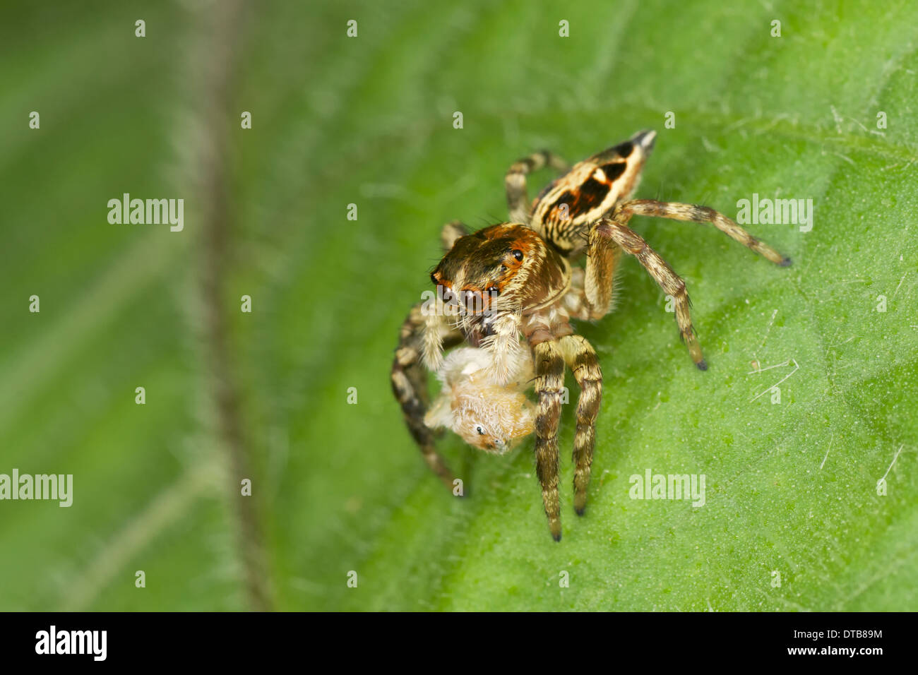 Jumping spider (Salticidae) mangiando un altro jumping spider. Foto Stock