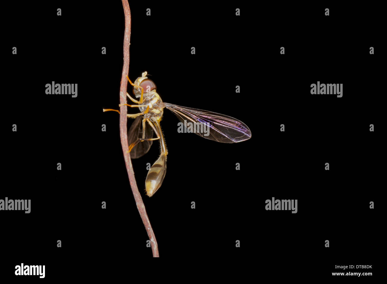 Pseudodorus clavatus un Syrphidae Hoverfly. Hoverflies, talvolta chiamato fiore di mosche o syrphid flies,. Foto Stock