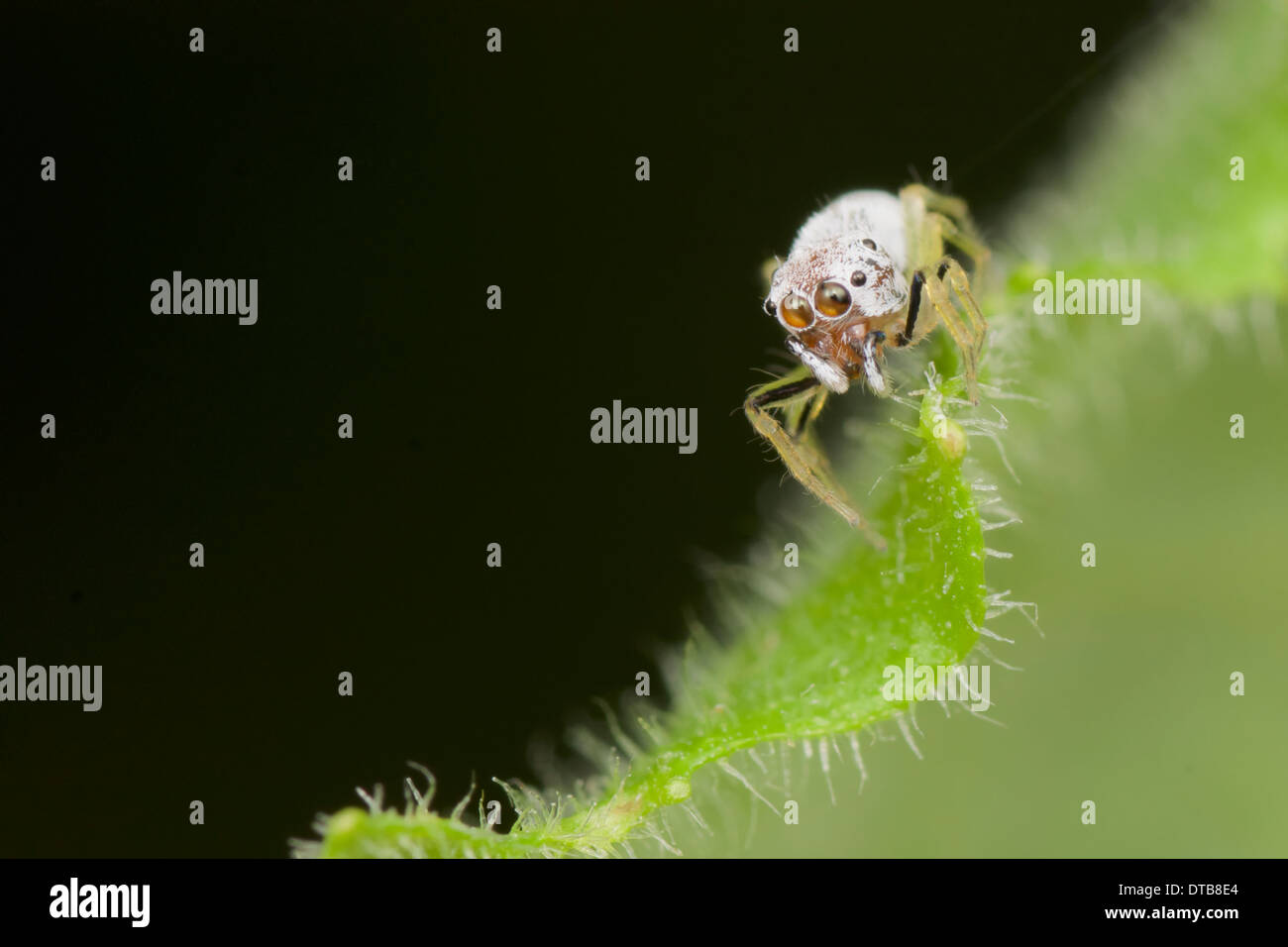 Jumping spider (Salticidae). Il jumping spider (Famiglia Salticidae) contiene più di 500 generi descritto Foto Stock