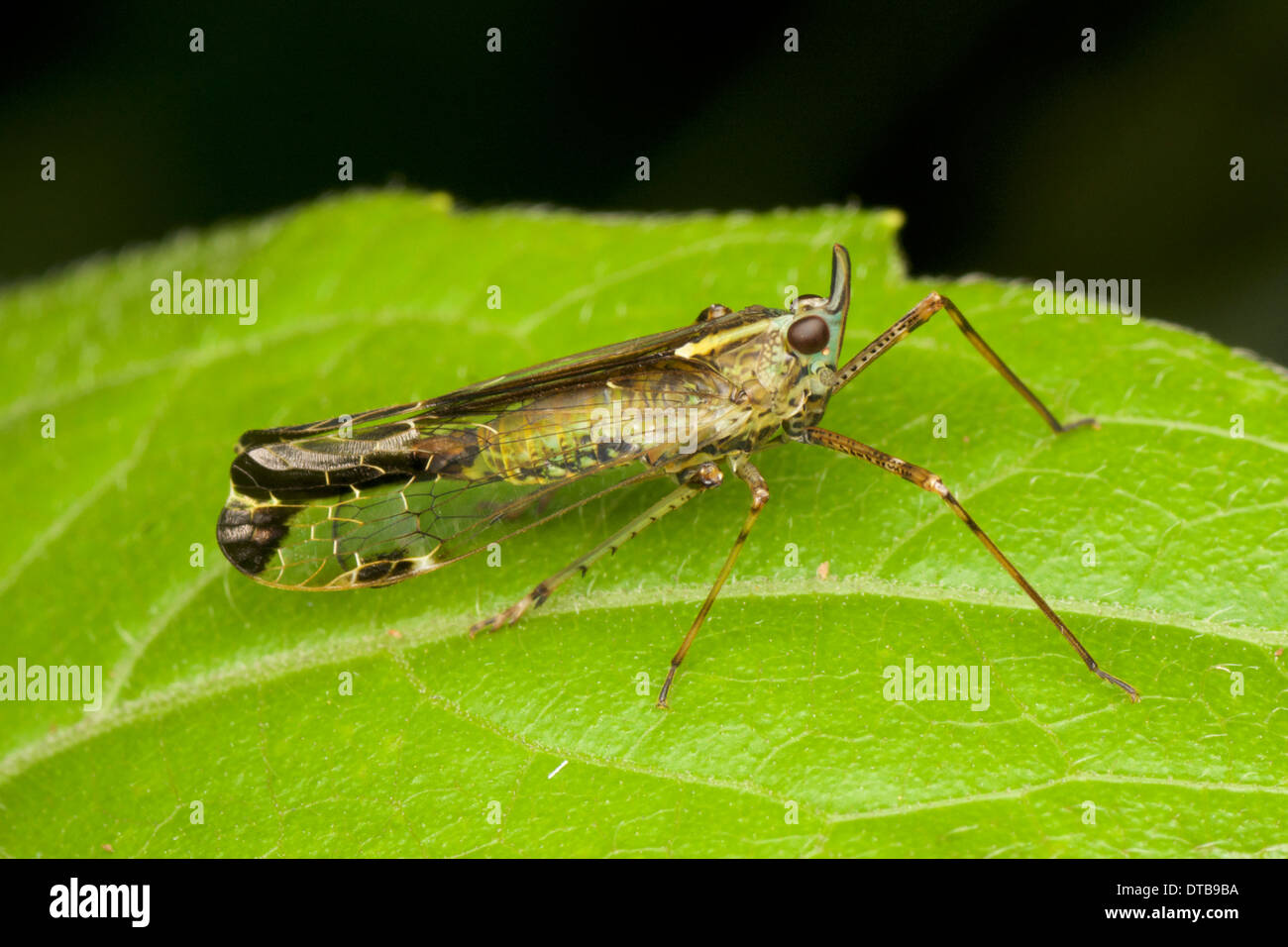 Planthopper (Fulgoromorpha). Un planthopper è qualsiasi insetto in infraorder Fulgoromorpha entro il Hemiptera. Foto Stock