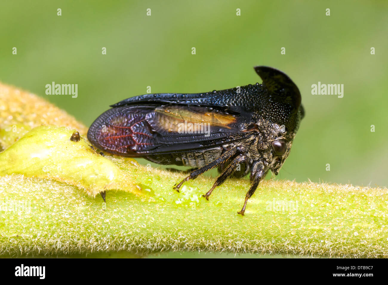 Treehoppers o thorn bugs sono membri della famiglia Membracidae, un gruppo di insetti legate a le cicale e il leafhoppers. Foto Stock