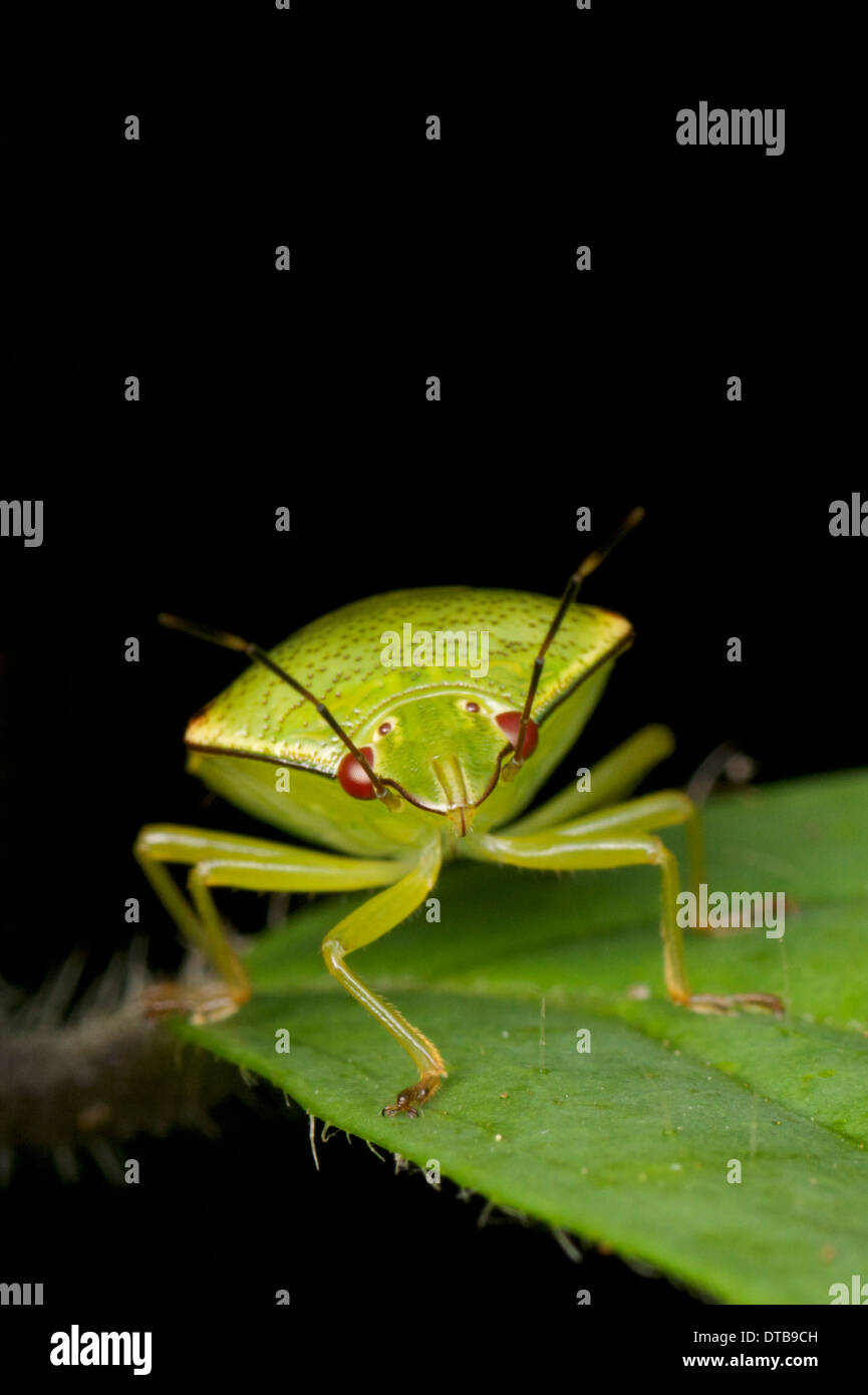 Pentatomidae, greco comb significato cinque e tomos significato sezione, sono una famiglia di insetti appartenente all'ordine Hemiptera Foto Stock