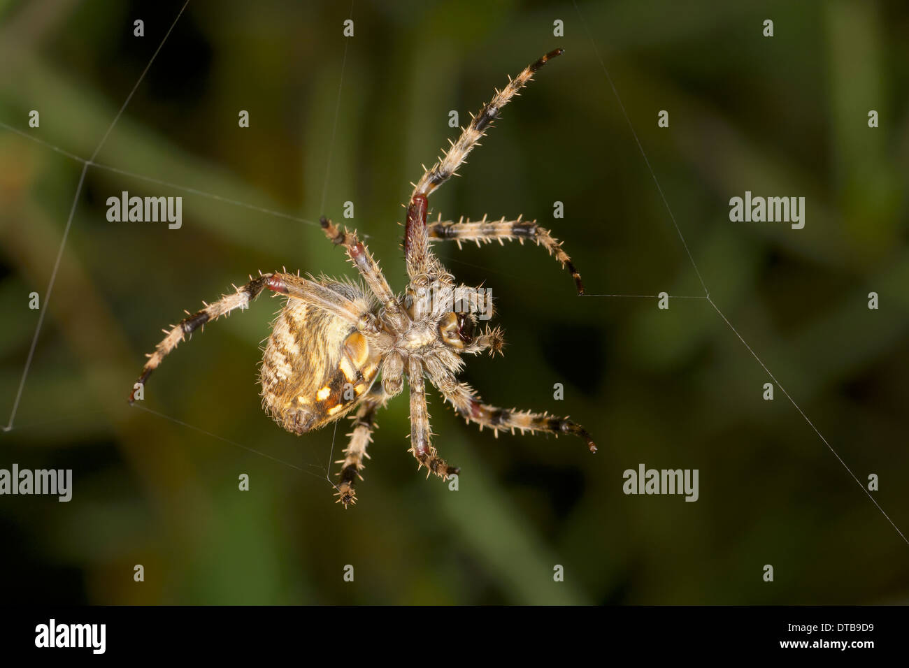 Giardino Spider Parawixia (sp). Foto Stock