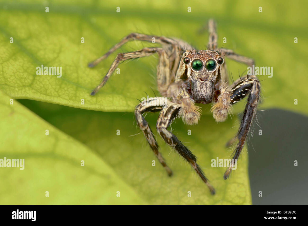 Il jumping spider (Famiglia Salticidae) contiene più di 500 descritto generi e circa 5.000 specie descritta Foto Stock