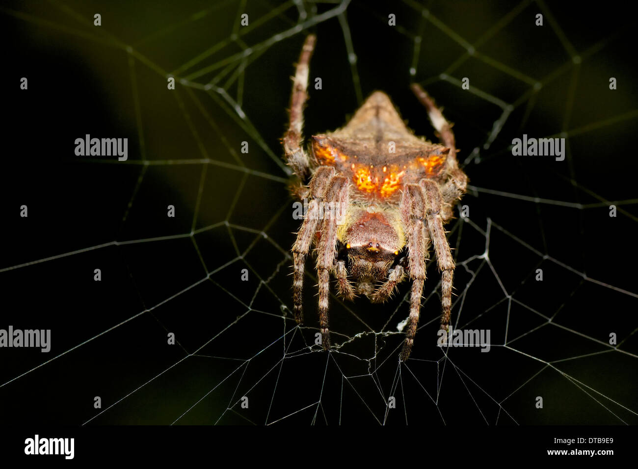 Giardino Spider Parawixia (sp). Foto Stock