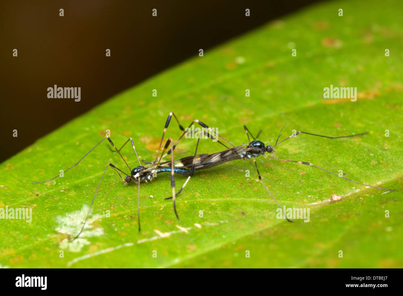 Tipulidae (gru vola) coniugata. Una gru fly è un membro della famiglia di insetti in ordine Ditteri, il vero vola. Foto Stock