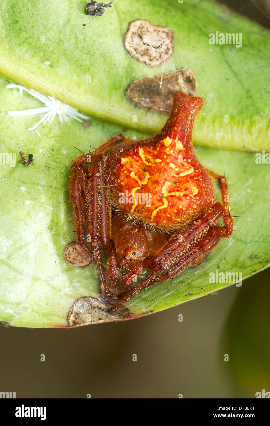 Orb Web spider (Eriovixia sp.) che si trova nel Parco Nazionale di Khao Yai, Thailandia. Foto Stock
