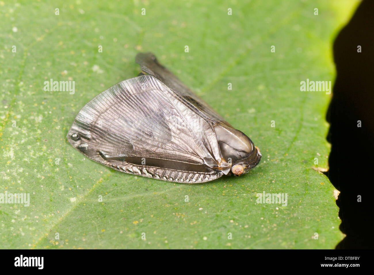 Planthopper (Ricaniidae). La famiglia Ricaniidae è un gruppo di insetti hemipteran, contenente oltre 40 generi e specie 400 giornate mondiali Foto Stock