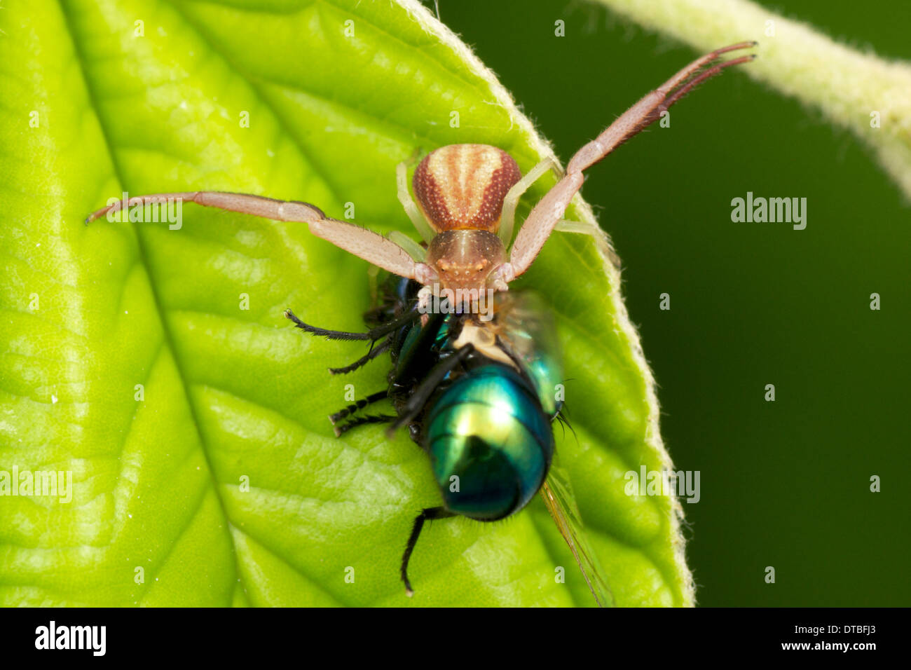 Thomisidae, ragno granchio. Il ragno granchio divorando una mosca come preda la preda di granchio di ragni può essere molte volte il loro piccolo corpo si Foto Stock