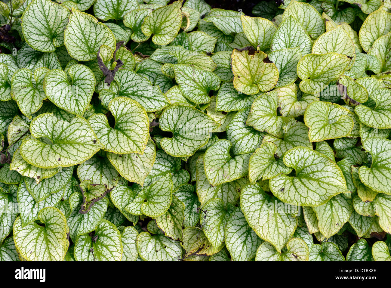 Brunnera macrophylla foglie fogliame modellato venato verde variegato colore colore Foto Stock