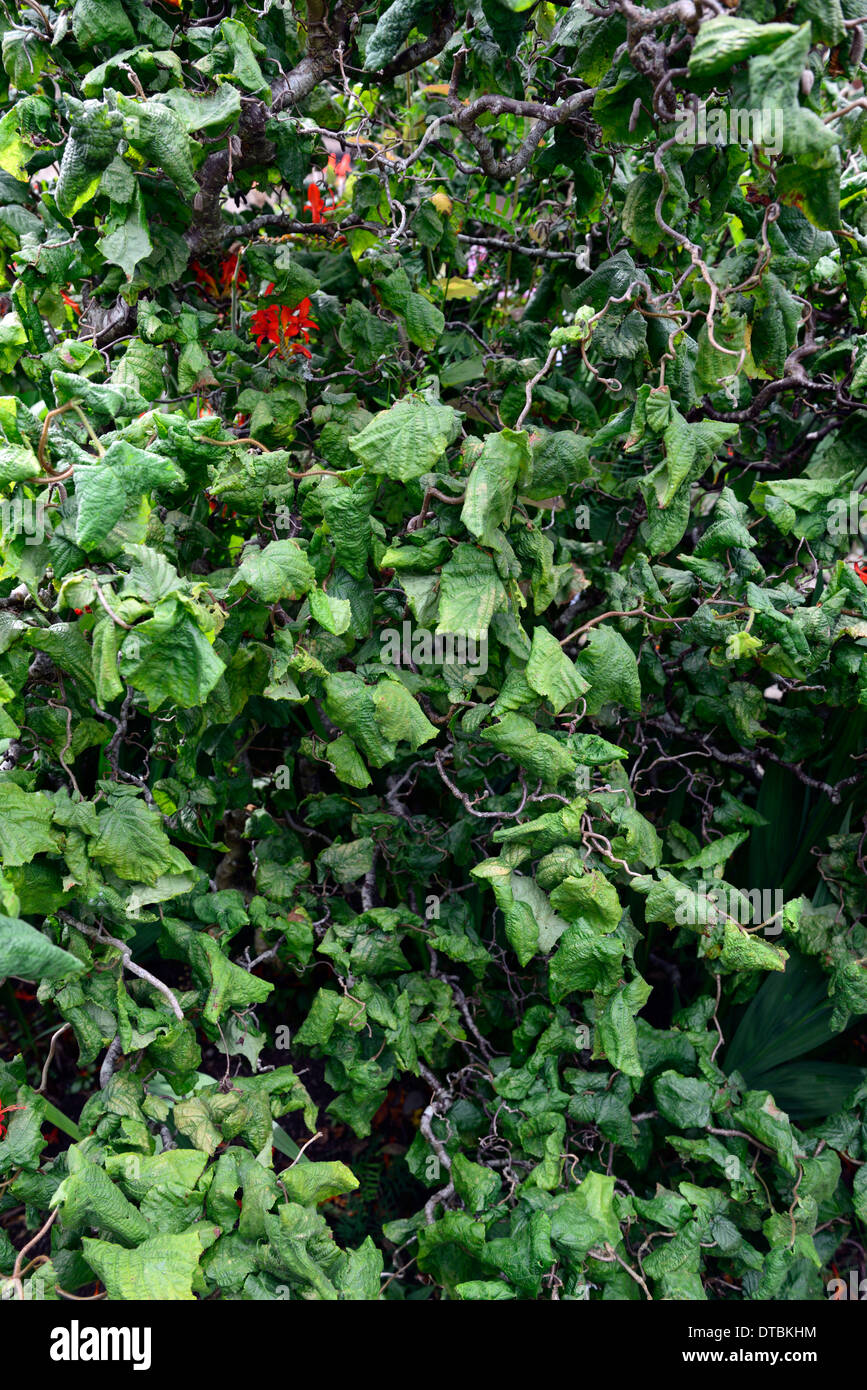 Corylus avellana contorta dadi cavatappi hazel noccioleti harry lauder lauder il bastone da passeggio ricci ramo ritorto rami arricciato Foto Stock