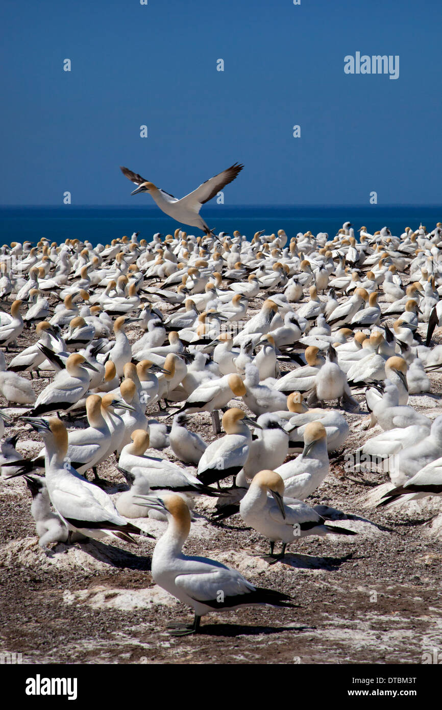 Capo i rapitori e Gannett colonia, Hawke Bay nei pressi di Hastings, Isola del nord, Nuova Zelanda Foto Stock