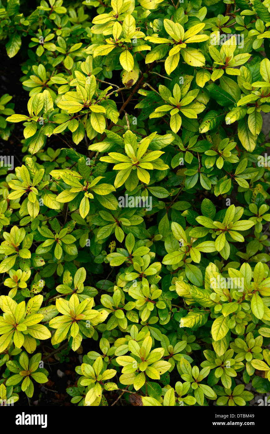 Foglia oro foglie fogliame golden colore colore arbusto bush arbusti sempreverdi evergreen Foto Stock