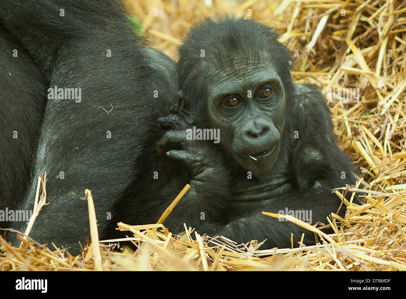Baby gorilla seduto accanto a mamma Foto Stock