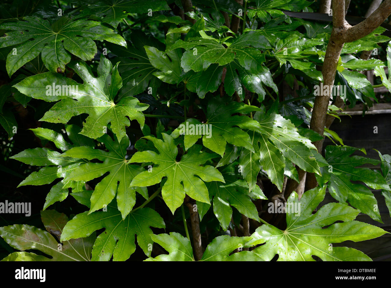 Fatsia japonica fogliame verde foglie ritratti di piante arbusti sempreverdi piante architettoniche piantagione asian Foto Stock