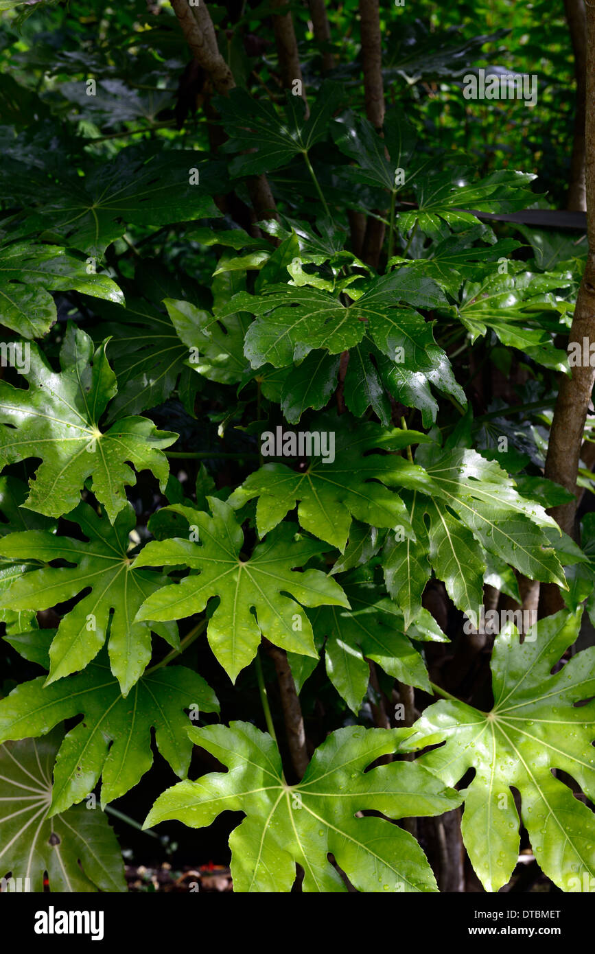 Fatsia japonica fogliame verde foglie ritratti di piante arbusti sempreverdi piante architettoniche piantagione asian Foto Stock