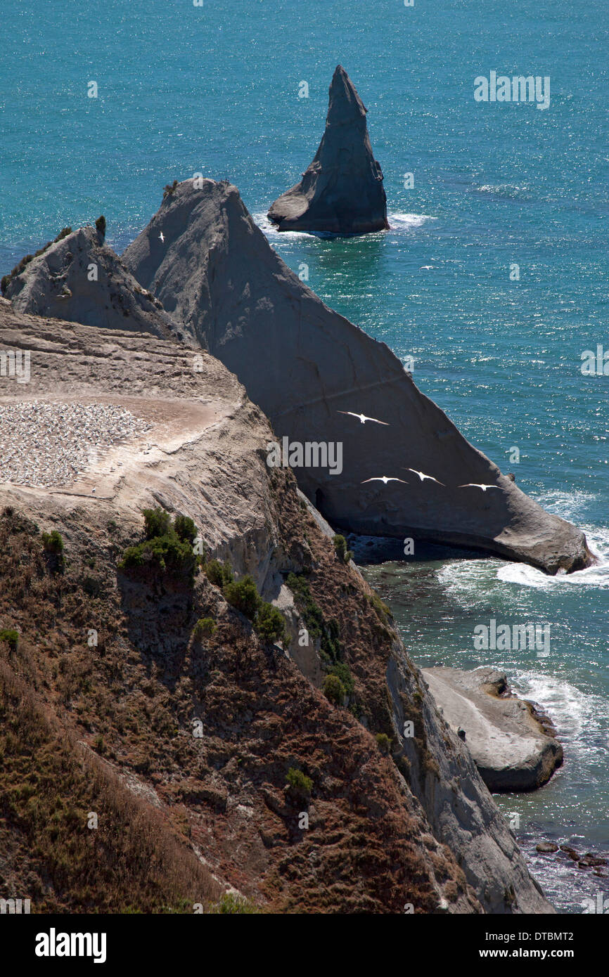 Capo i rapitori e Gannett colonia, Hawke bay nei pressi di Hastings, Isola del nord, Nuova Zelanda Foto Stock