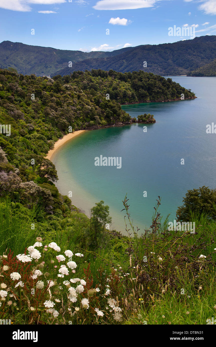 Noakuta Bay, Queen Charlotte Sound, Isola del Sud, Nuova Zelanda Foto Stock