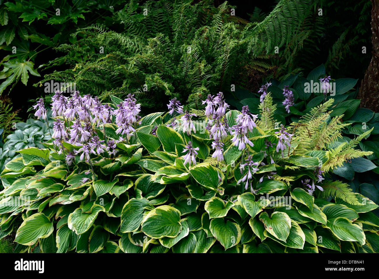 pianta foglie viola e verdi