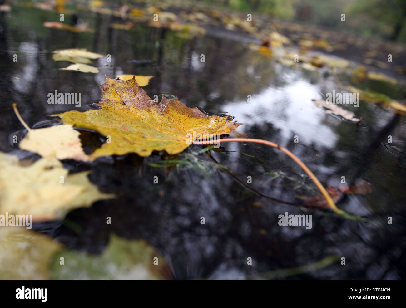 Maple Leaf giacente in una pozza Foto Stock