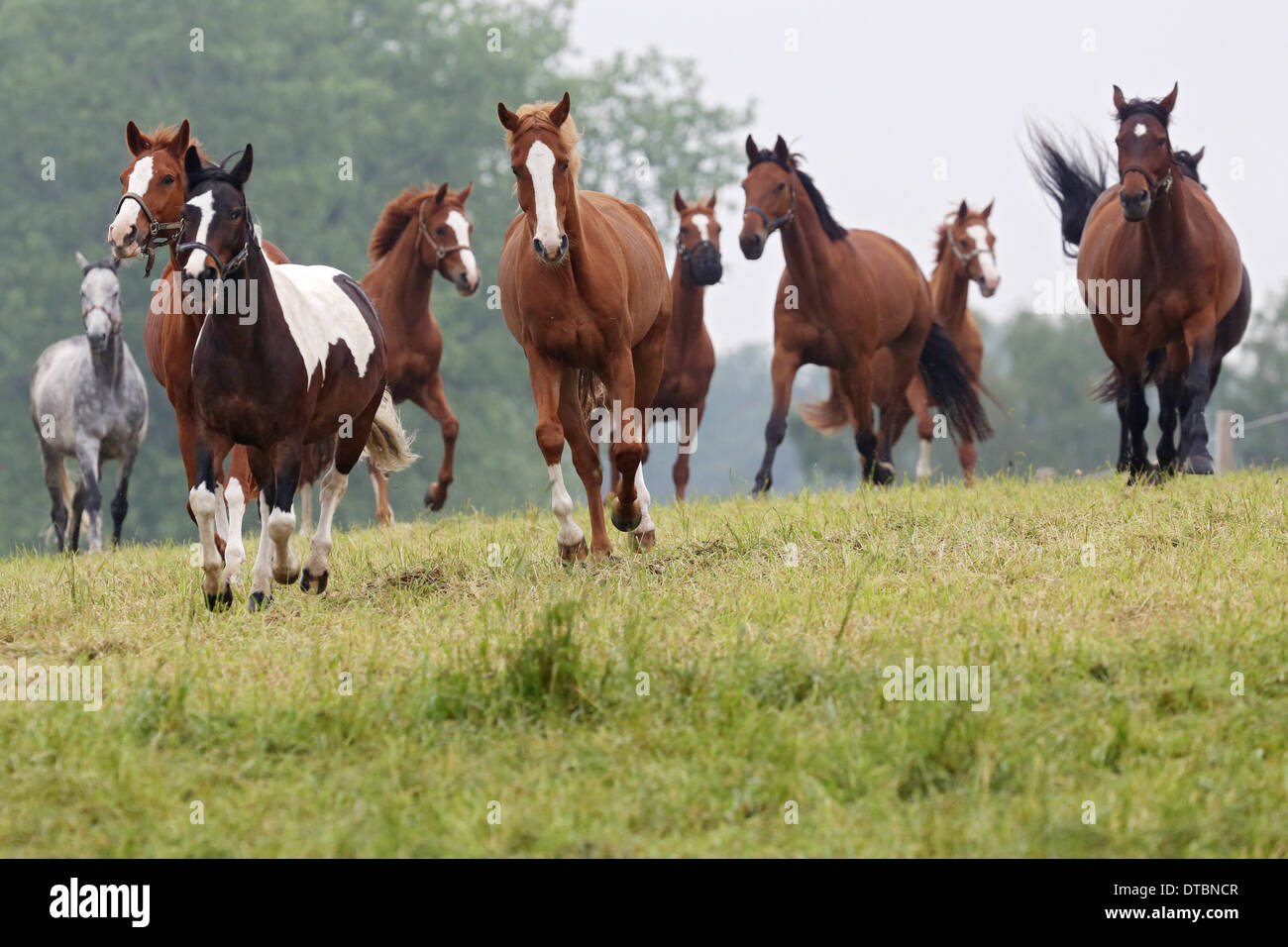 Cavalli al galoppo su un pascolo Foto Stock