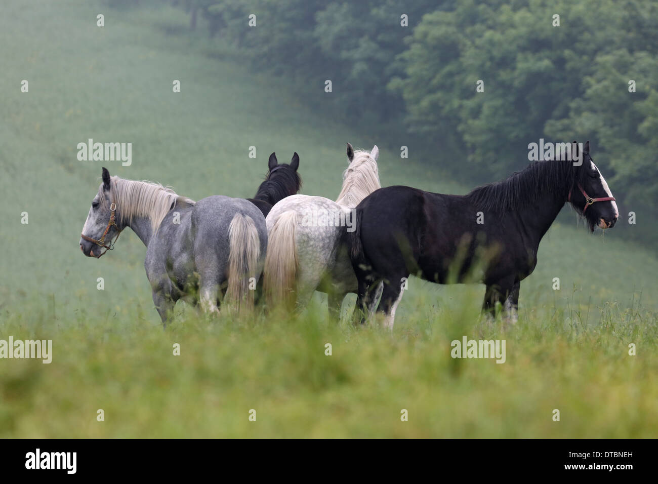Shire cavalli sono in un pascolo Foto Stock