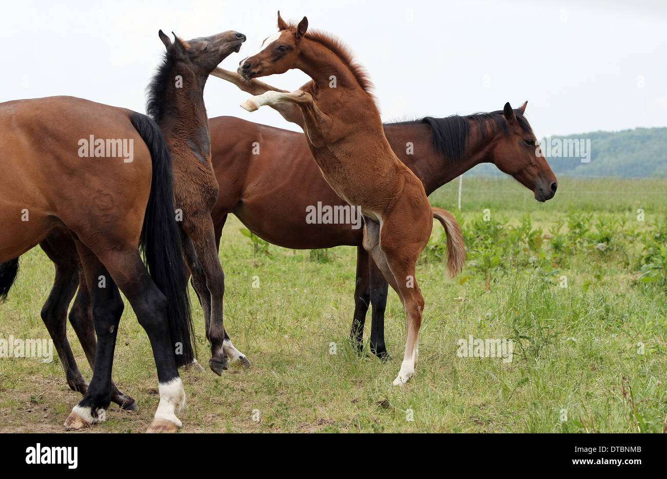 Puledri giocando al pascolo insieme Foto Stock