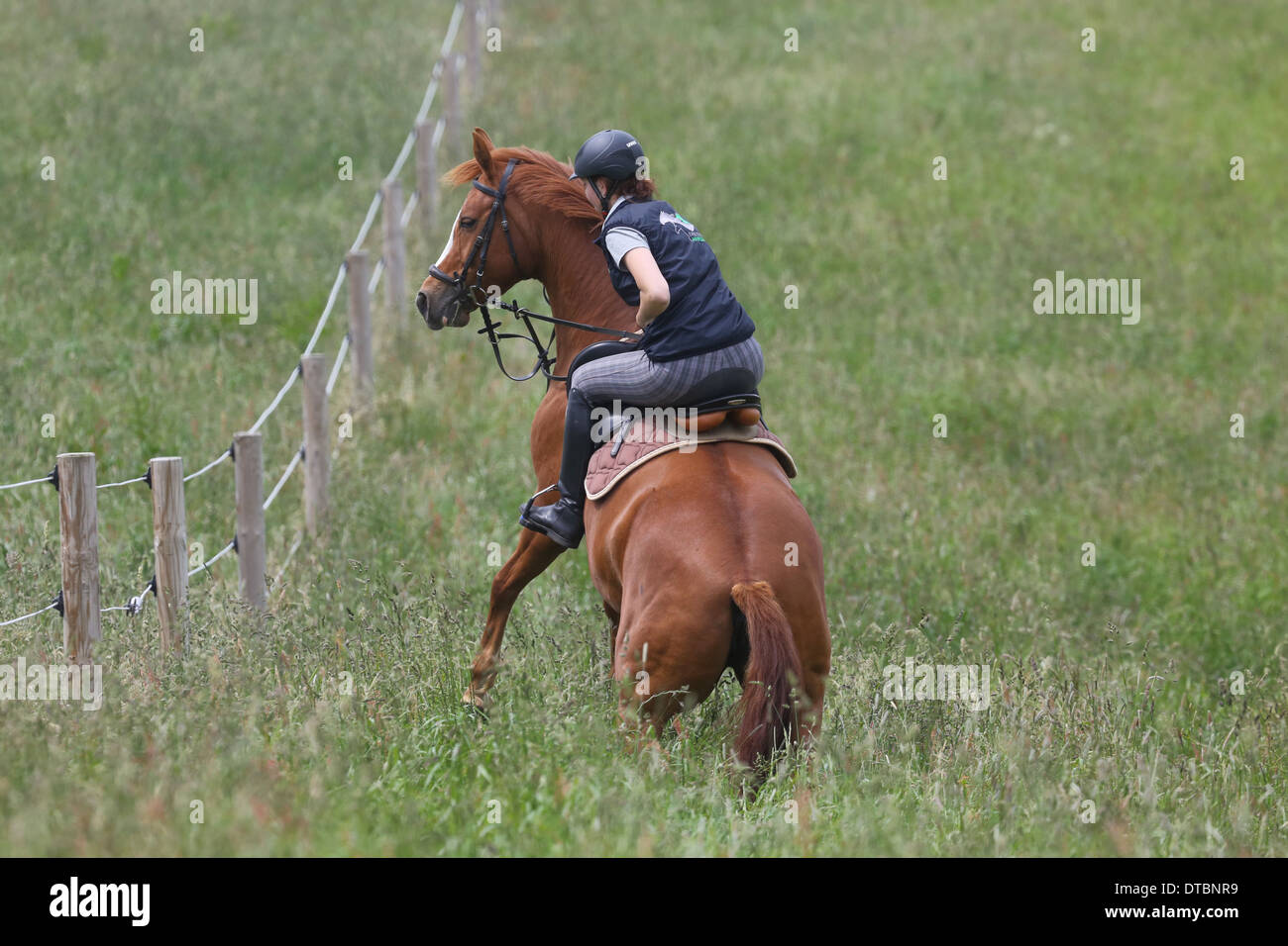 Cavallo timido a cavallo Foto Stock