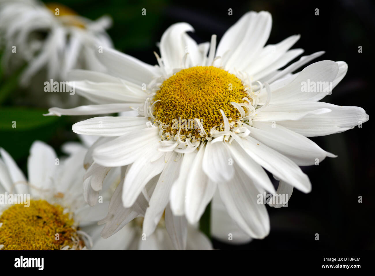 Leucanthemum highland white sogno bianco fiore fiori fioritura margherite daisy Foto Stock