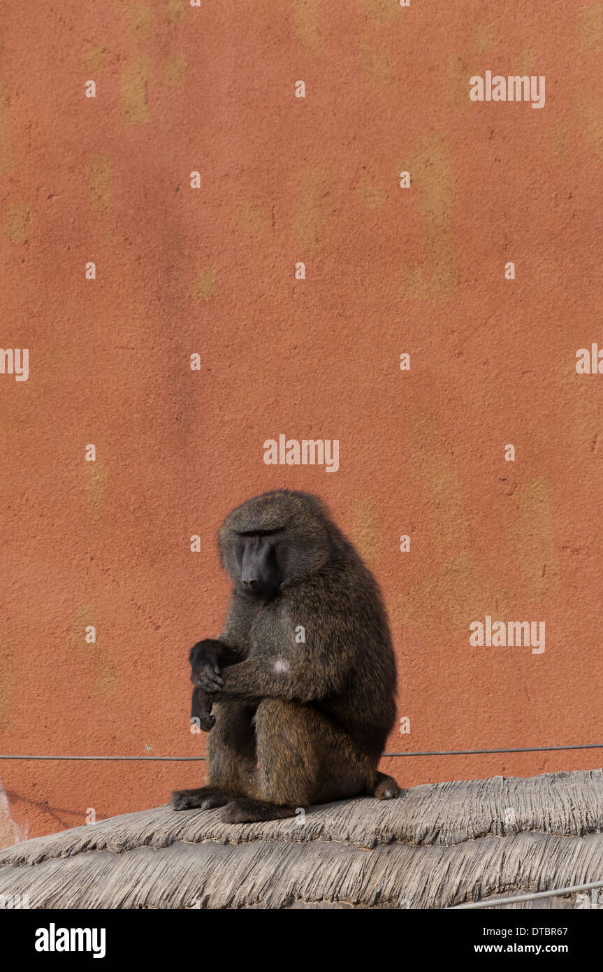 Babbuino oliva a Seoul Zoo. Foto Stock