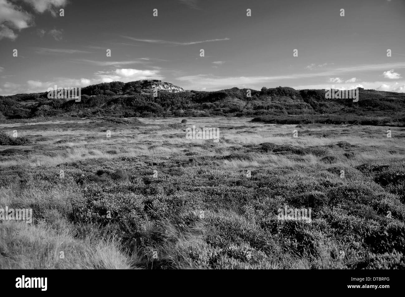 Ginestre ed erica, Testa Hengistbury scogliere di sabbia, contea di Dorset; Inghilterra; Regno Unito Foto Stock