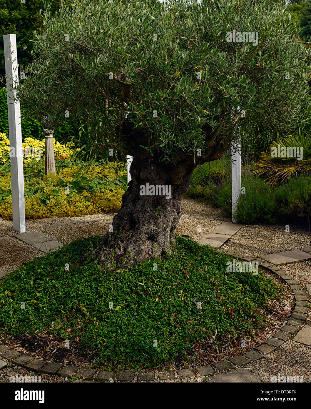 Olea europaea olivo vecchio campione maturo crescente area patio giardino attraente design includono piano schema impianto Foto Stock