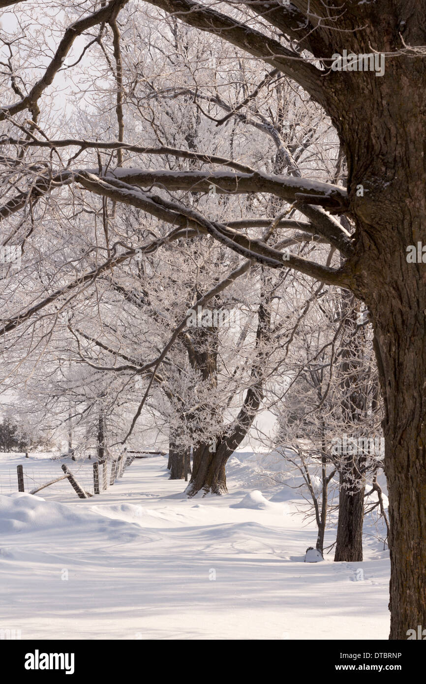 Coperta di neve di alberi in una giornata di sole Foto Stock