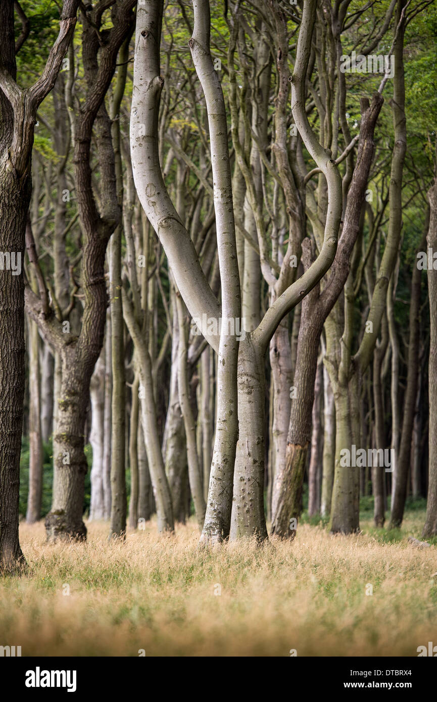 Vista attraverso gli alberi di una foresta mista Foto Stock