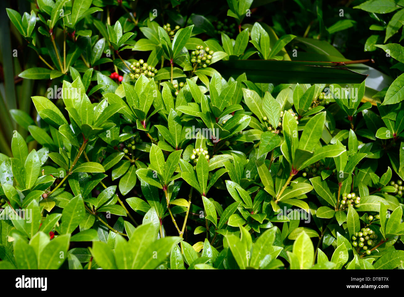 Skimmia japonica nymans foglie verdi fronde arbusti sempreverdi arbusto di crescita ad alta densità di spessore Foto Stock