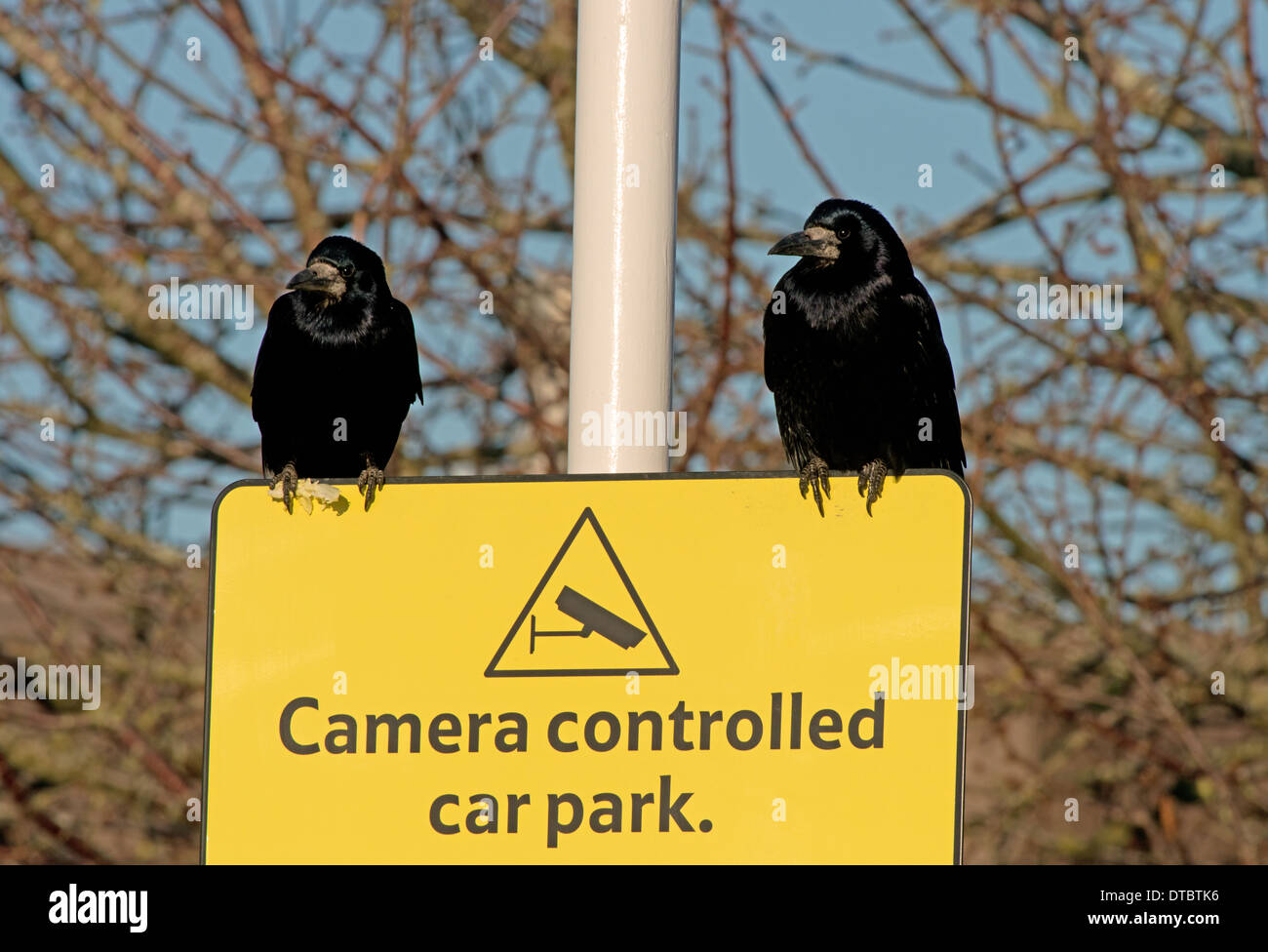 Coppia di Rooks-Corvus frugilegus, arroccato su una telecamera controllata segno parcheggio in Tesco's Car Park, Lewes, East Sussex, Regno Unito Foto Stock