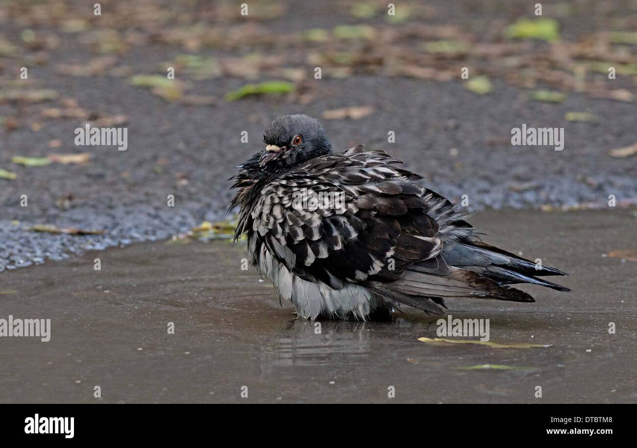 Feral/Città Pigeon-Columba livia, pulisce si tratta di piume in una pozza di fango, Estate, Regno Unito Foto Stock