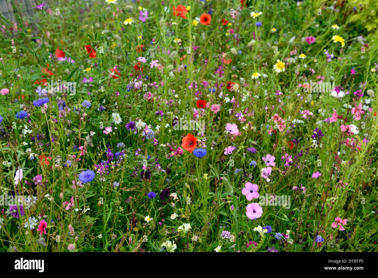 Millefiori annuale prato estate prati di fiori di campo giardini selvatici fiori naturalizzate combinazioni di piantare piante annue misti Foto Stock