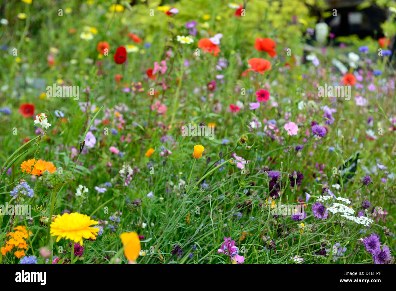 Millefiori annuale prato estate prati di fiori di campo giardini selvatici  fiori naturalizzate combinazioni di piantare piante annue misti Foto stock  - Alamy
