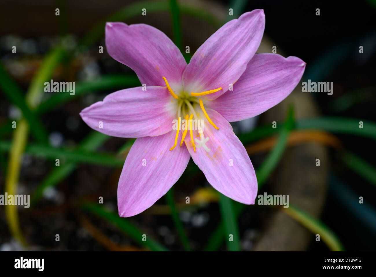 Robusta Habranthus syn zephyranthes robusta pioggia rosa fata zephyr fioritura del giglio fiore della lampadina singola cebollita Foto Stock